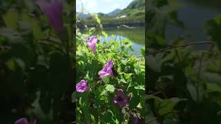 神様の使い蝶々🦋✨坂出八幡神社香川県❤熊蜂🐝最近よく逢えます❤