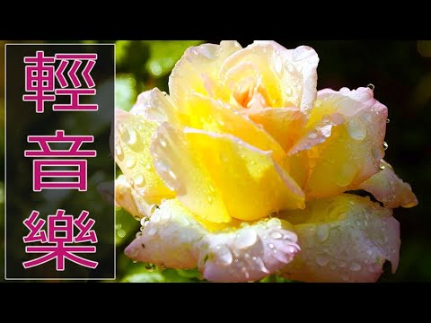 【非常好听】🎷🎷週末聽50首最好的老音樂 🌺早上最適合聽的輕音樂 🎵 每天調心洗滌心性 - 薩克斯風 - 無廣告音樂  - 轻音乐 - 探戈老歌 Old Taiwanese Music