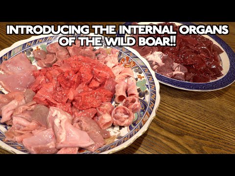 Introducing the internal organs of the wild boar!!!