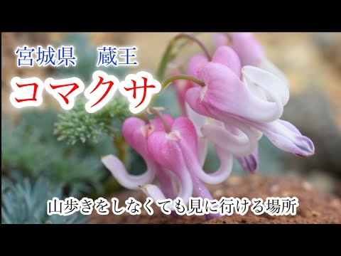 【山野草・高山植物】7月　高山植物の女王と呼ばれるコマクサ　蔵王連峰