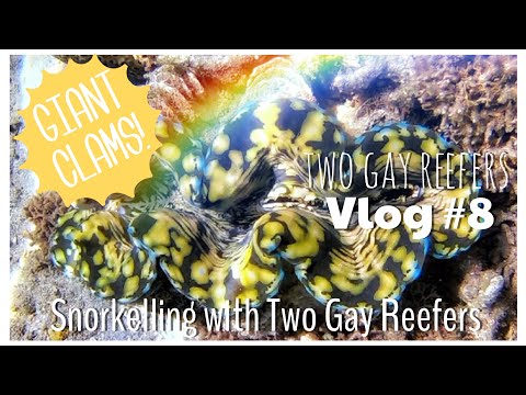 Snorkelling with Two Gay Reefers Part 2