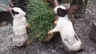 LILLY & LOLLO  playing in terrace#rabbit #femaleanimal #bunny #rabbitfood #femalepet