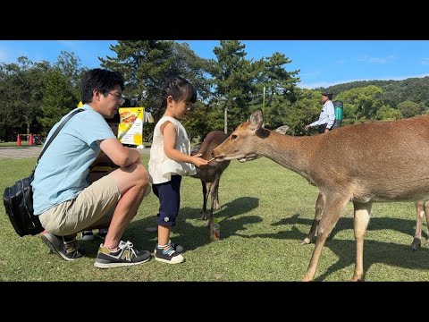 一家四口去奈良公園，小傢伙們餵鹿很開心、最後花了5000日圓體驗人力車