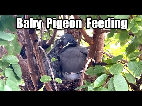 Baby Pigeon being fed by Mother pigeon in a Tree Nest