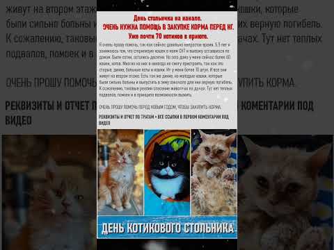 Спасаем животных с пустых зимних дач. Уже почти 70 котиков в приюте. #cat #приют