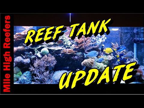 210 Reef Tank Update, It's Looking Great!