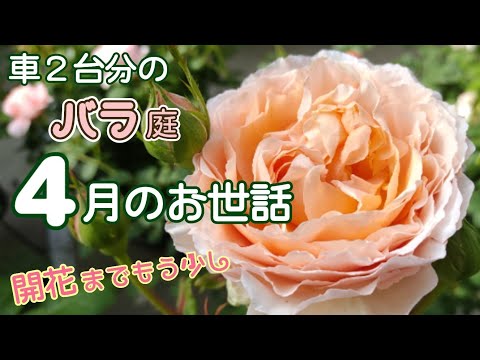 車２台分のバラ庭🌹４月にしたこと【開花まであと少し】