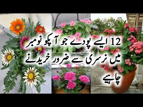 12  Best Flowering plants To Buy In November/Winter Flowering plants To Grow/Permanent flowers plant