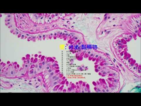 狐臭小教室- 第十二堂 :《 探索腋下微觀奇蹟 》Exploring the World of Apocrine Glands 探索頂漿腺 !!