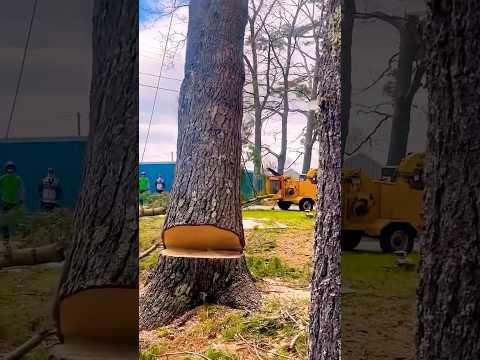 The Machine Of Deforestation #heavyequipmentfail  #heavyequipment #shortvideo