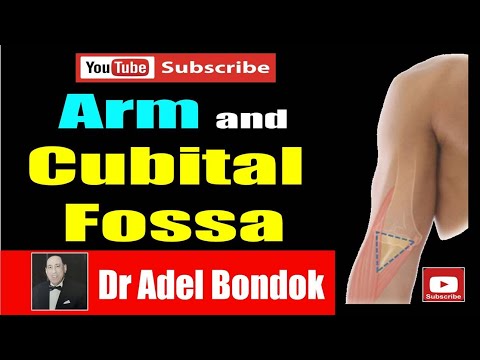 The Arm and Cubital Fossa, Dr Adel Bondok Anatomy Channel