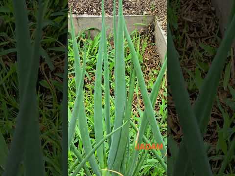 Organic green onion on the open field during the rainy season now 장마철 노지 유기 파 재배 -JADAM Organic Farm