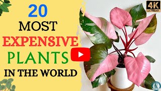 20 Most Expensive Indoor Plants | Rare Houseplants |  Expensive Plants Around The World 🪴🌿☘️🌱