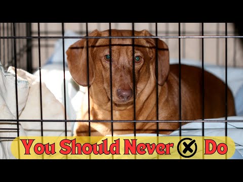 8 Things You Should Never ❌ Do With A Dachshund❗