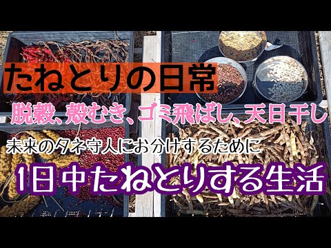 たねとりYoutuberの種取りまくりの日常／在来野菜に光を‼︎