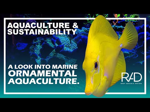 AQUACULTURE AND SUSTAINABILITY: A LOOK INTO MARINE ORNAMENTAL AQUACULTURE. BY REEF AQUARIA DESIGN.