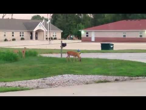 Deer on July 20, 2015