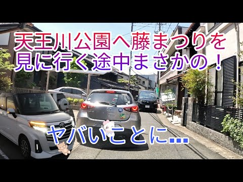 天王川公園に藤まつりを見に行く途中まさかの・・・！　どうなった？　【ルーミー】ドライブ/藤まつり/癒し動画/花  ゴールデンウイークに行きたくなる！