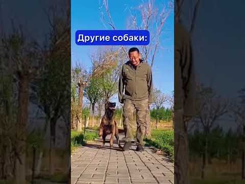 ДРУГИЕ СОБАКИ И МОЯ СОБАКА