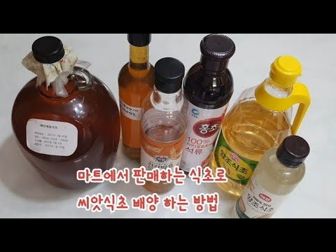 전통발효식초 만드는 법-3 /씨앗식초가 없을 때 마트에서 판매하는 식초로 씨앗식초(종초)배양하는 방법/