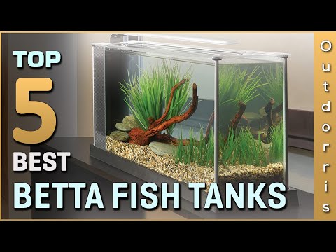 Top 5 Best Betta Fish Tanks Review in 2025