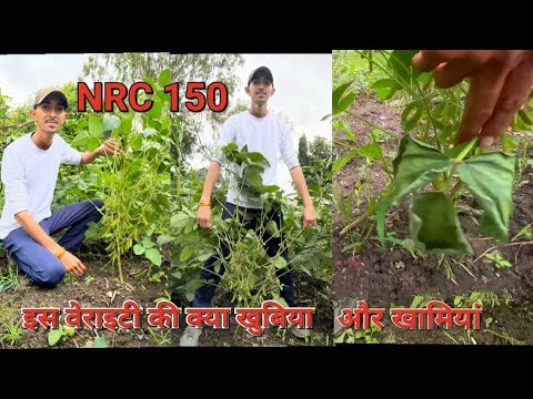 🌱NRC 150🌱  खुबिया और खामियां।  इस वेराइटी की पूरी जानकारी।Mo.9131600079