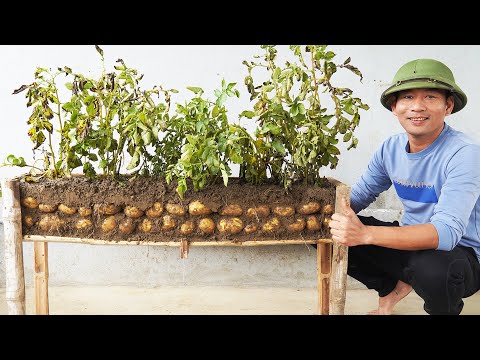 Growing Potatoes This Way Will Grow Like Crazy And Produce Lots Of Tubers