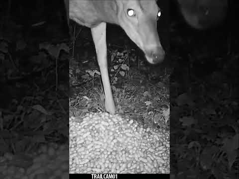 Whitetail Buck goes NUTS for crunchy Peanuts! #wildlife #trailcam #whitetaildeer #asmr