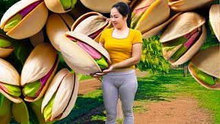 WOMEN Harvesting Pistachio Go to Market Sell | The Fruit Has a Controversial Name | Harvest and Cook