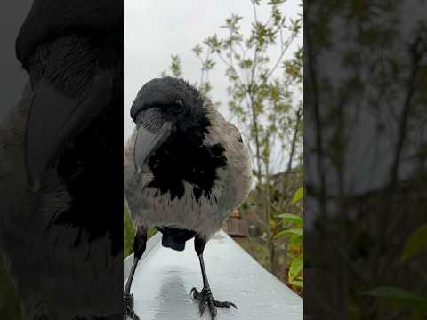 Wild crow close up in slomotion 🖤 #crow #birds #krähe