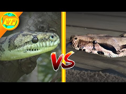 Boa vs Python | What's the difference between Constrictors, Boas, and Pythons?