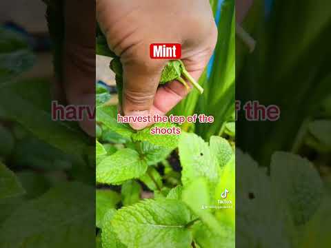 How to grow mint bushier #mint #garden #organic