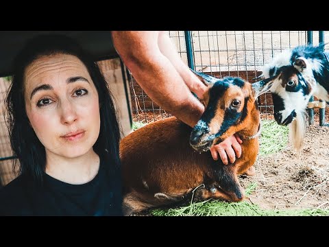 Something's VERY wrong with Tilly the goat (sickness & quarantine on our farm)