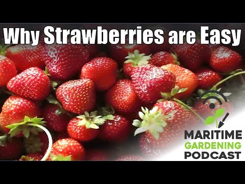 Everything You Need to Know About Growing Strawberries