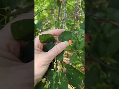 Serviceberry Ripening Now! #foraging #serviceberry #wildfood