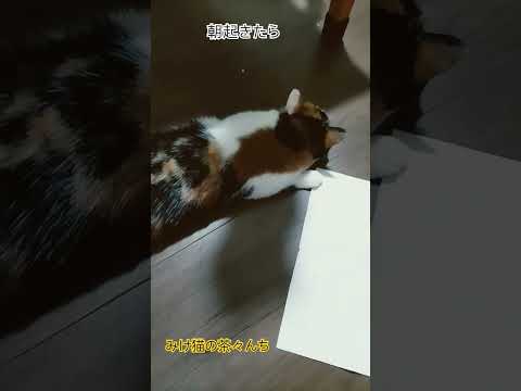 伸びてる猫　#cutecat #三毛猫#猫のいる暮らし