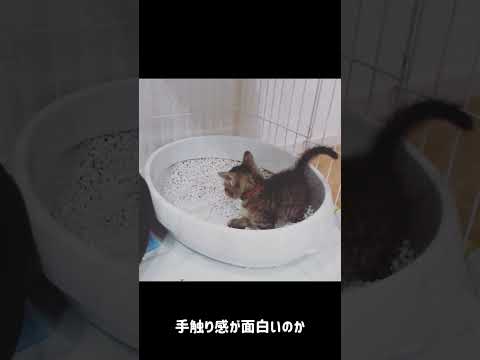 【猫あるある】ワサビさん初めてのトイレ