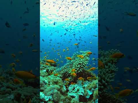 【水中スローモーション映像】#モルディブ #maldives #水中映像#highspeedvideo #slowmotion #underwater #coralreef #indopacific