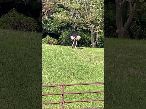 #shorts ダチョウの翼くん　千葉市動物公園