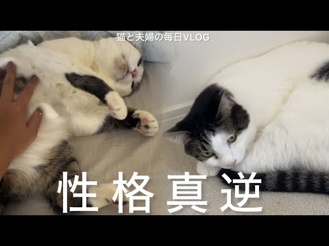 猫と夫婦の毎日VLOG#467 気ままな後輩VS気の弱い先輩