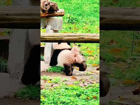 PANDA. ジャイアントパンダのおなら。😂😂 Giant pandas fart. 😂😂 大熊猫放屁。😂😂