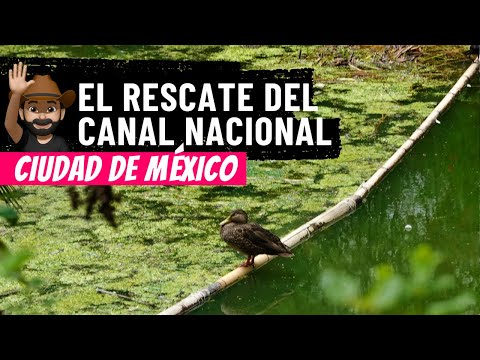 The rescue of the National Canal in Mexico City