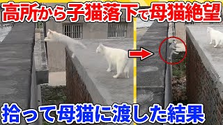 【2ch動物スレ】ジャンプ練習に失敗し、高所から子猫落下→助けに行って絶望する母猫に渡した結果