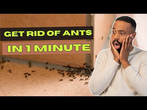 Natural Methods to Eliminate Ants Indoors Permanently in Just 1 Minute