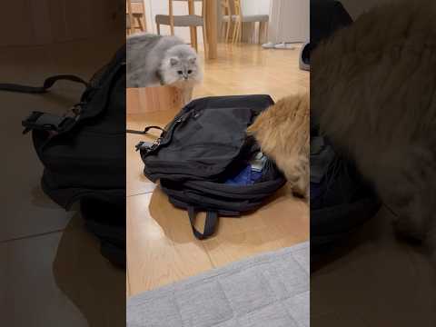 妹猫がリュックに入るのを阻止する兄猫 【サイベリアン】 #Shorts