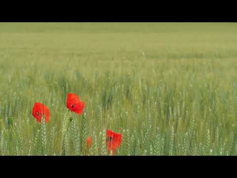 Wild Poppies | Copyright Free Video Footage