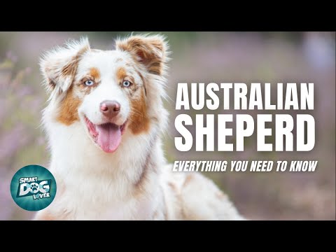 Australian Shephard Dog 101 Everything you need to know