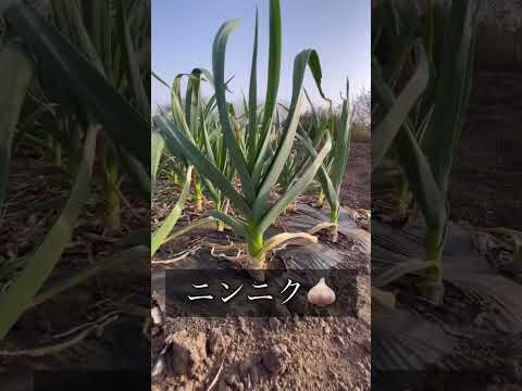 ミニ野菜の種まき　3月の畑の様子