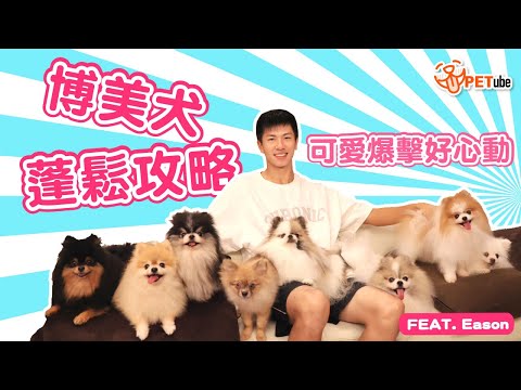 博美犬蓬鬆攻略‼️可愛爆擊好心動💗 FEAT. Eason【寵物知識+】｜#哈寵PETube 第305集