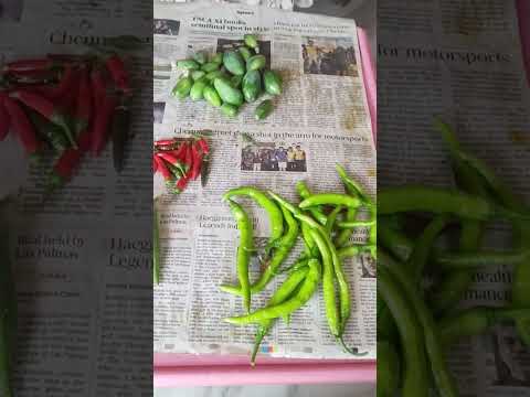 Dondakaya.  harvest from my terrace garden